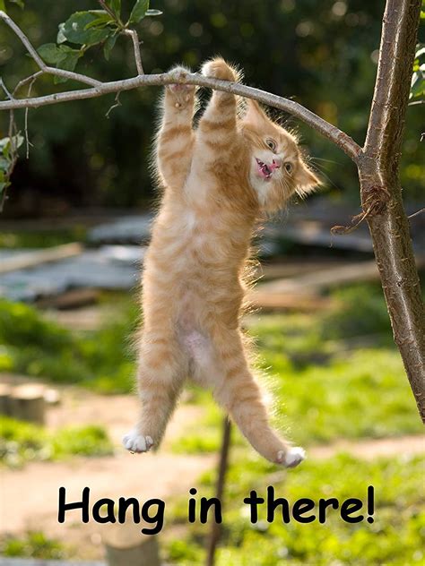 kitten hanging in there|hang in there cat original.